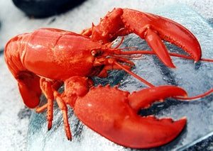 Whole Cooked  Lobster
